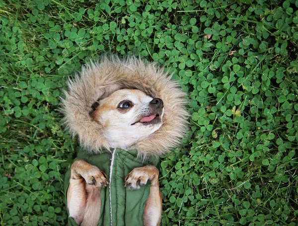 Niedlicher Chihuahua liegt im grünen Gras mit Klee und trägt einen pelzähnlichen Kapuzenpullover — Stockfoto