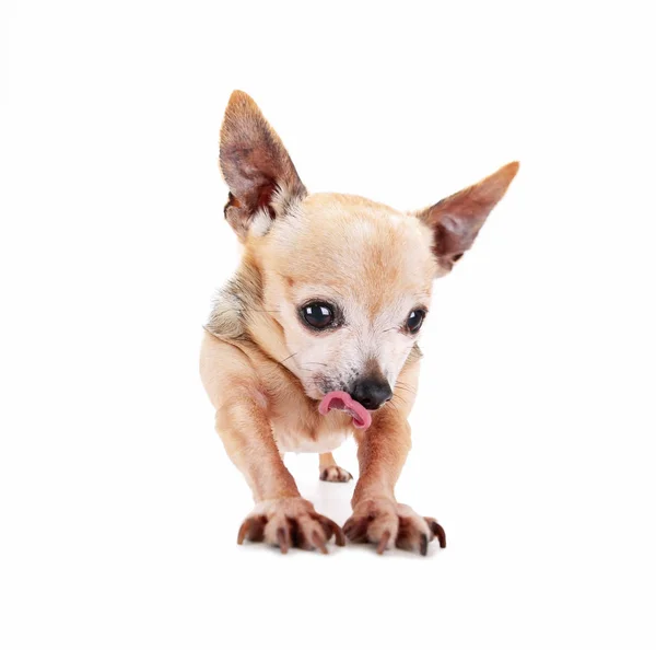 Široký úhel fotografie goofy Chihuahua táhnoucí jeho nohy a tlapy s jeho jazyk visí z studio střílel na izolované bílém pozadí — Stock fotografie