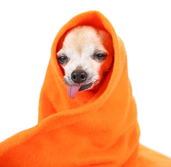 Carino chihuahua senior avvolto in una coperta arancione studio colpo isolato su uno sfondo bianco — Foto Stock