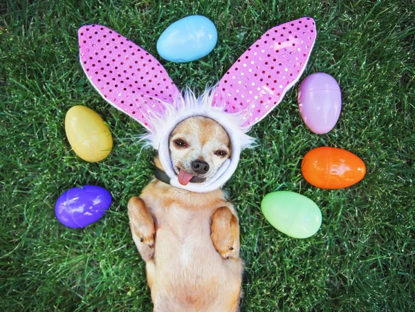 Foto autentica di un simpatico chihuahua con orecchie di coniglio e la lingua fuori circondato da uova di Pasqua tonica con un filtro retrò vintage instagram — Foto Stock