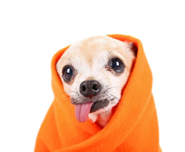 Chihuahua sênior bonito envolto em um estúdio cobertor laranja tiro isolado em um fundo branco — Fotografia de Stock