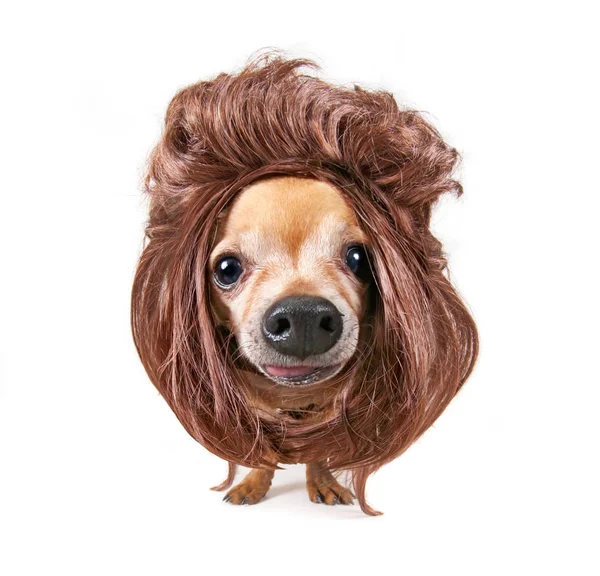 Cute chihuahua wearing a wig looking at the camera wide angle studio shot isolated on a white background — Stock Photo, Image