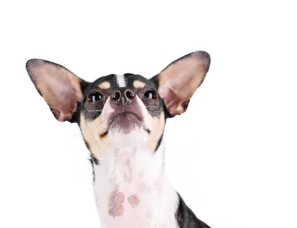 Cute rat terrier looking up studio shot isolated on a white background — Stock Photo, Image