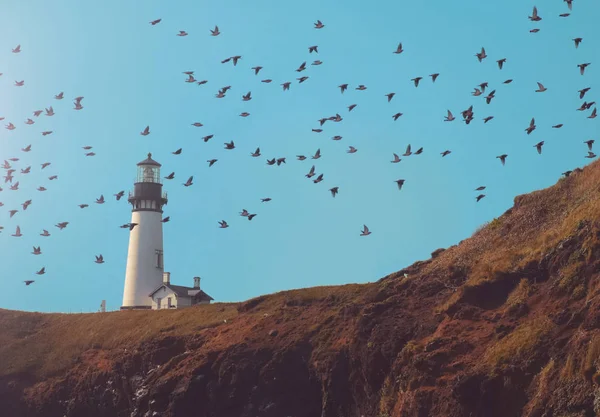 Faro en un acantilado con una bandada de aves migratorias volando a su alrededor en un cálido día soleado de verano en la costa tonificado con un filtro retro vintage instagram — Foto de Stock