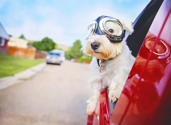 West highland white terrier z gogle jazdy w samochodzie z okna w dół za pomocą miejskich miasta dzielnicy na ciepły słoneczny letni dzień — Zdjęcie stockowe