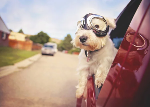 West highland white terrier with goggles on riding in a car with the window down through an urban city neighborhood on a warm sunny summer day toned with a retro vintage instagram filter — Stock Photo, Image