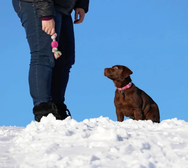 cute chocolate labrador puppy playing outside in the snow on a sunny winter day