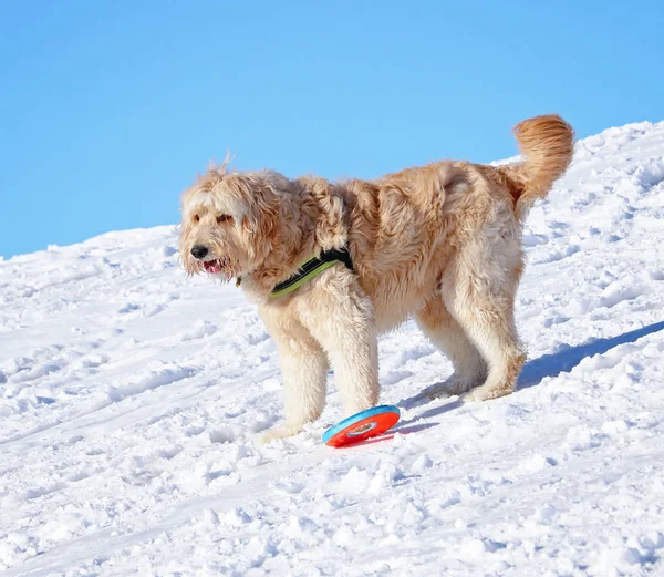 Goldenes Doodle, das an einem sonnigen Wintertag mit einem Spielzeug auf einem Hügel spielt — Stockfoto