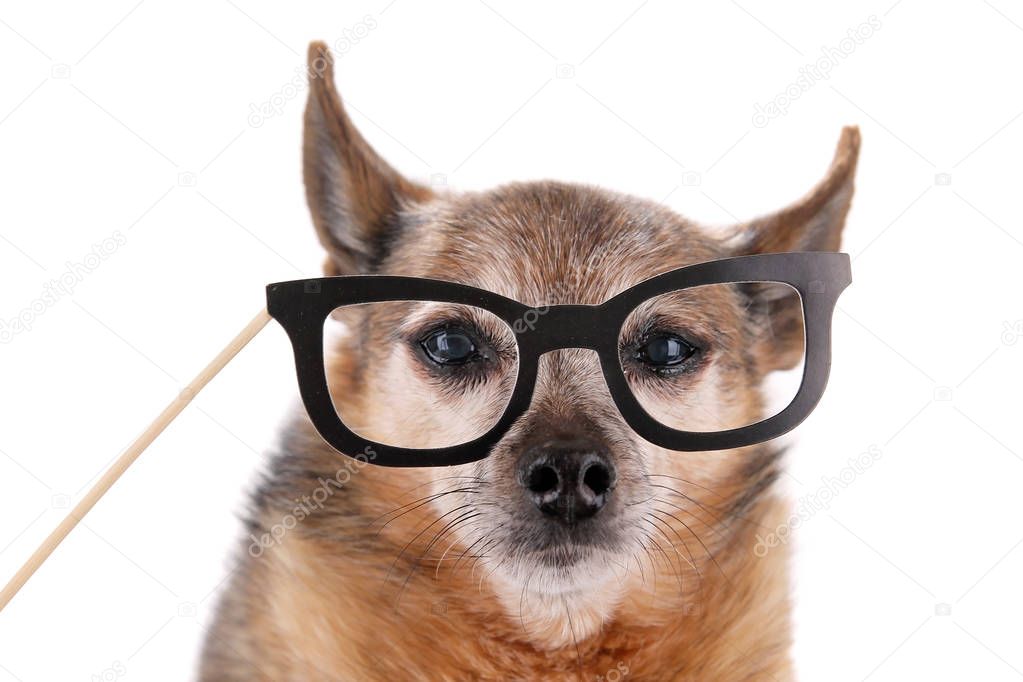 cute chihuahua with a paper glasses prop on a stick studio shot isolated on a white background 