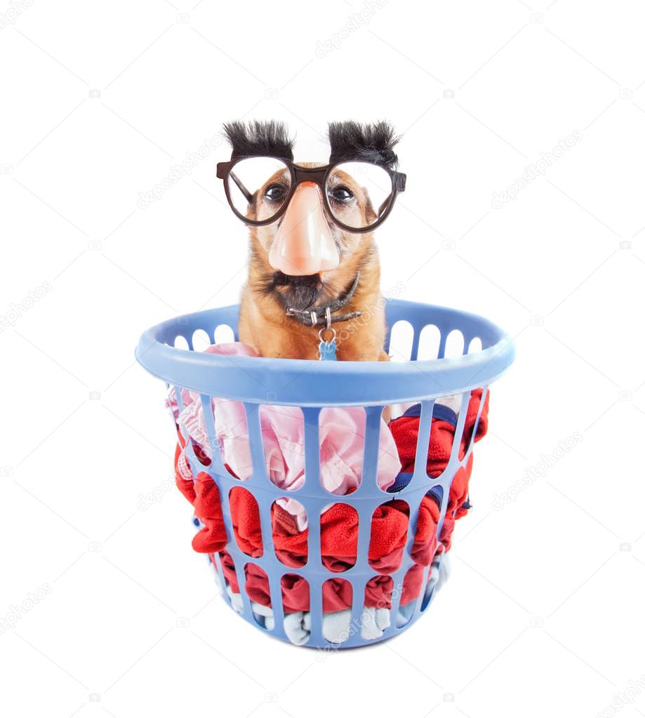 cute chihuahua sitting in a laundry basket with black glasses on studio shot isolated on a white background 