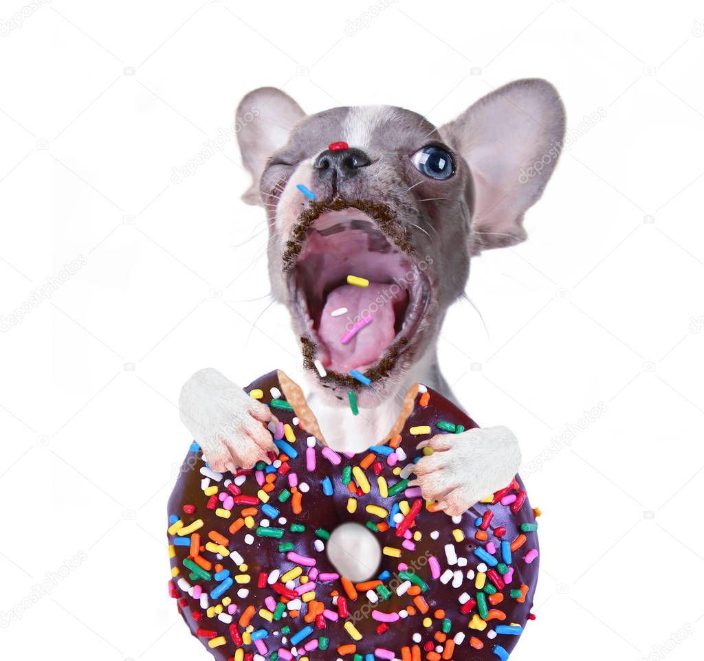 cute french bulldog puppy taking a giant bite out of a chocolate doughnut with sprinkles photo studio shot on an isolated white background 