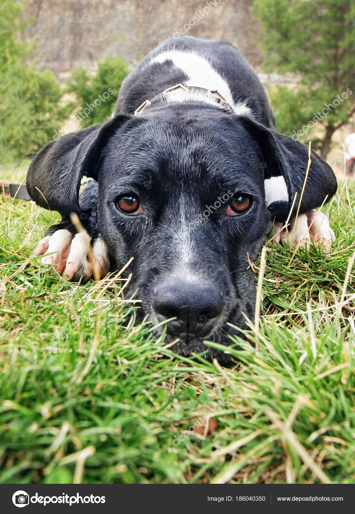 Colpo Grandangolare Di Un Cane Da Caccia Pointer Inglese Che Si