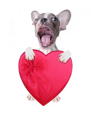 Sevgililer günü beyaz bir arka plan üzerinde izole bir kırmızı kalp şeklinde kutu çikolata tutan sevimli Fransız bulldog köpek yavrusu
