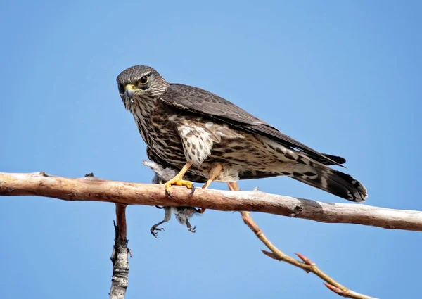 Krásný merlin falcon sedící na větvi jíst malý pták Chycený na oběd — Stock fotografie