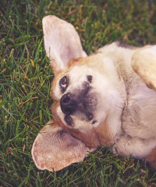 cute senior beagle resting in the grass looking off in the distance in a park or backyard on fresh green lawn