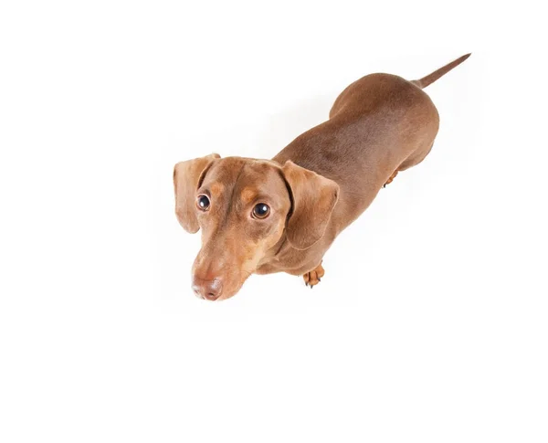 Vista aérea de un dachshund de pelo corto mirando hacia arriba un plano de estudio aislado sobre un fondo blanco — Foto de Stock