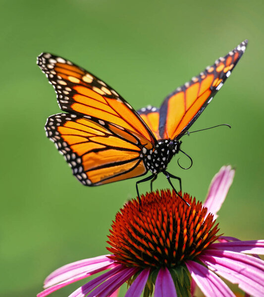 beautiful orange monarch butterfly on a cone flower sipping nectar and spreading pollen on a warm summer day