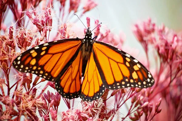 Bella farfalla monarca arancione su un fiore sorseggiando nettare e diffondendo polline in una calda giornata estiva — Foto Stock
