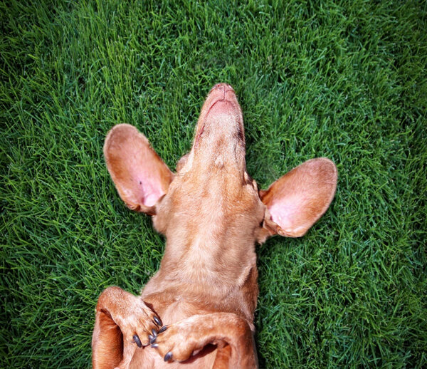 счастливый такса лежит на спине на свежей зеленой траве с высунутыми ушами и поднятыми лапами
