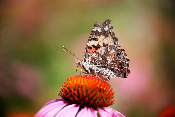 beautiful painted lady butterfly on a flower sipping nectar and spreading pollen on a warm summer day