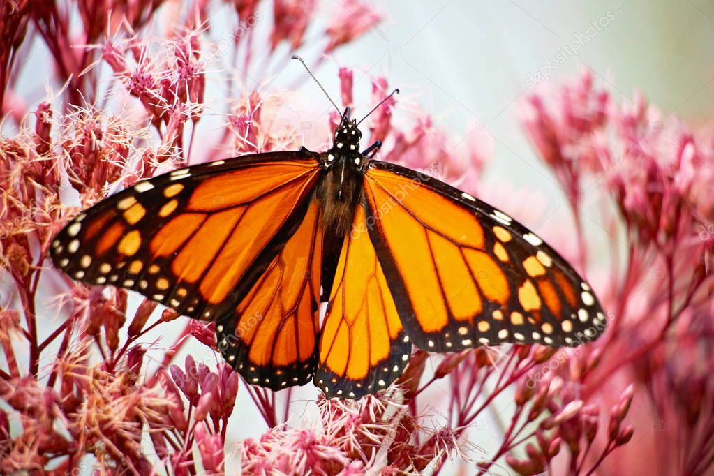 beautiful orange monarch butterfly on a flower sipping nectar and spreading pollen on a warm summer day