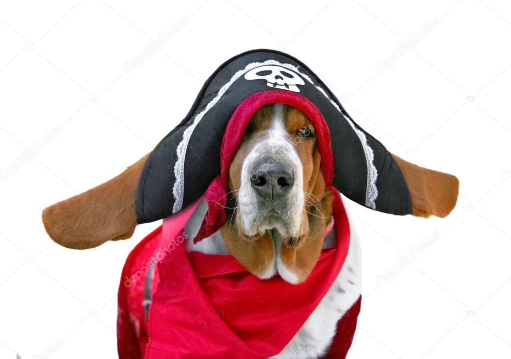 basset hound dressed up in a pirate outfit with a hat and scarf costume studio shot on an isolated white background