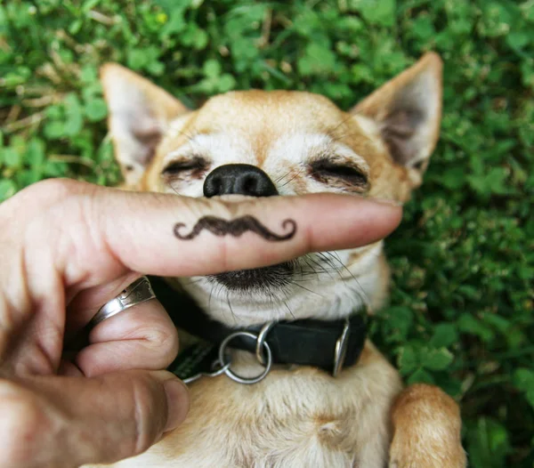 Chihuahua Mit Schnurrbart Gras — Stockfoto