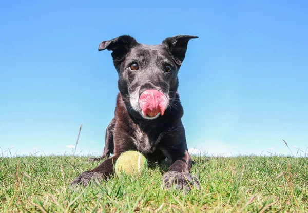 Negro laboratorio retriever mezcla con su lengua colgando sentado en un paisaje natural fondo en un día de verano con una pelota de tenis — Foto de Stock