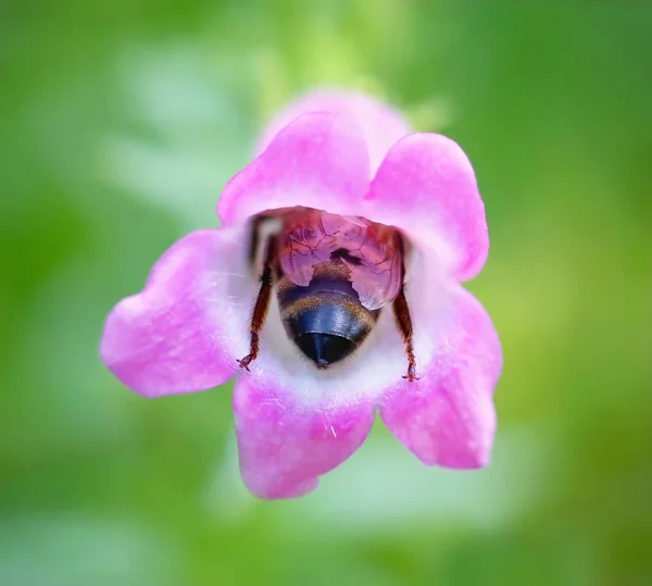 Macro disparo de la parte posterior de una abeja dentro de una flor que recoge polen y néctar —  Fotos de Stock