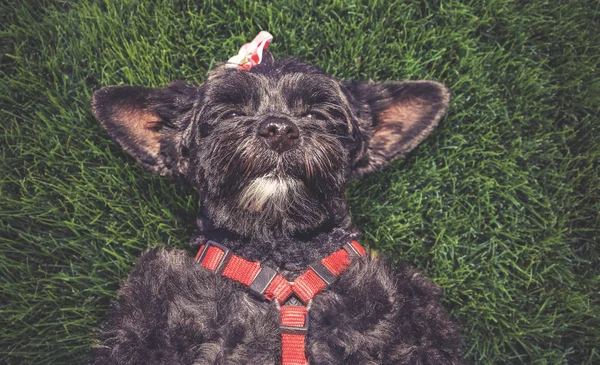 Cute terrier laying in the grass during summer toned with a retro vintage instagram filter — Stock Photo, Image