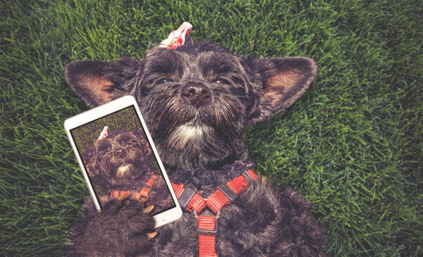 милый терьер, лежащий в траве в течение лета, делая селфи тонированные с ретро винтажный фильтр Instagram приложение или действие эффект
