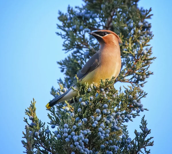 Κέδρος waxwing σε ένα δέντρο που τρώει αρκεύθου — Φωτογραφία Αρχείου