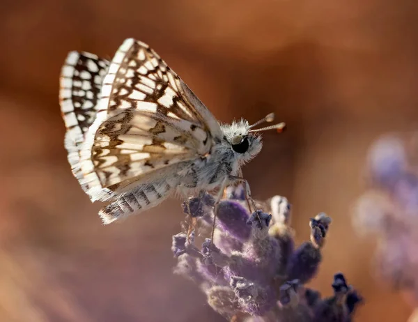 Makro eines hübsch karierten Schmetterlings, der Nektar aus einer Blume schlürft — Stockfoto