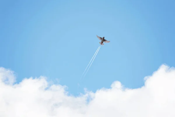 Cedar waxwing flying against a blue sky with jet plan contrails coming out of the tail — Stock Photo, Image