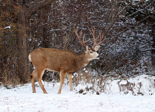 beautiful buck with large antlers 