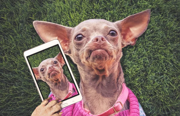 Niedlicher Chihuahua Der Sommer Gras Liegt Und Ein Selfie Macht — Stockfoto