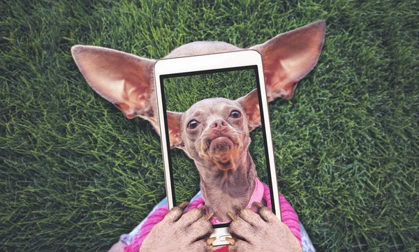 Chihuahua bonito que coloca na grama durante o verão tomando uma selfie tonificada com um aplicativo de filtro instagram vintage retro ou efeito de ação — Fotografia de Stock