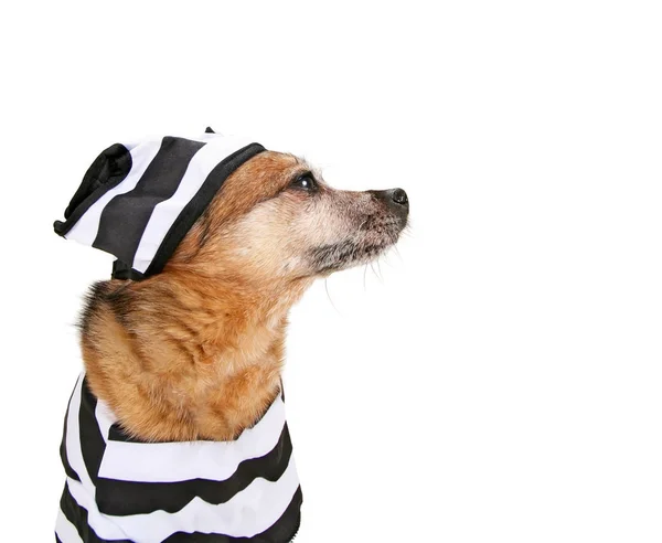 Chihuahua mignon habillé comme un condamné avec des vêtements de prison rayés — Photo