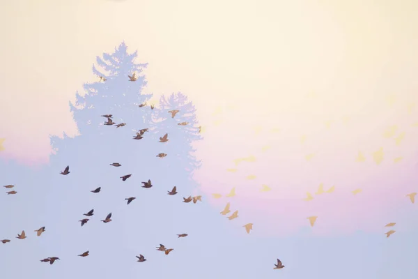 Dupla exposição de um bando de abóboras de cedro e boémio voando por pinheiros tonificados com um filtro instagram vintage retro — Fotografia de Stock