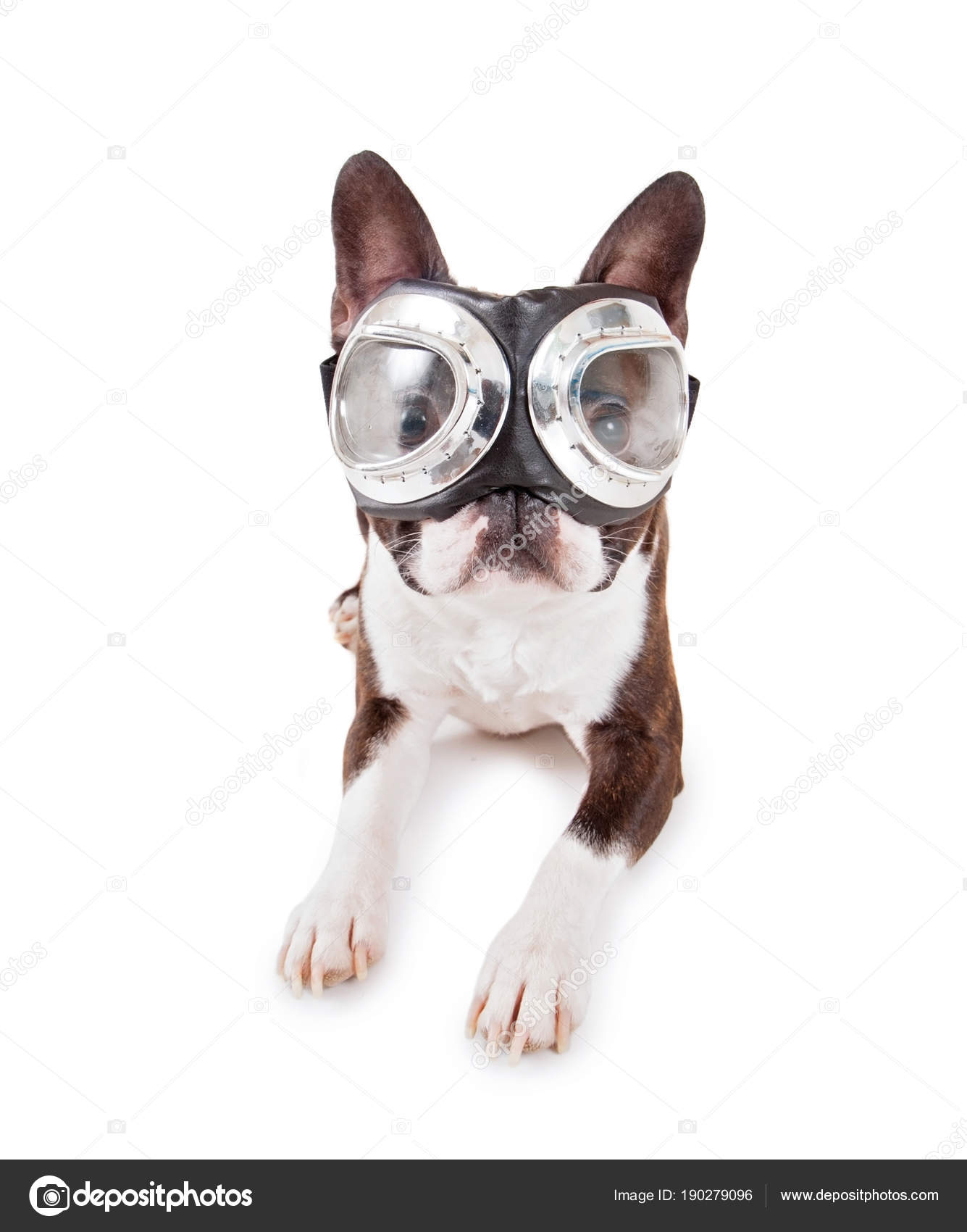 dog goggles for boston terrier