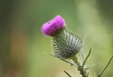 diken üstünde tepe-in çiçek açan çiçek ile bir süt thistle Santrali kapat
