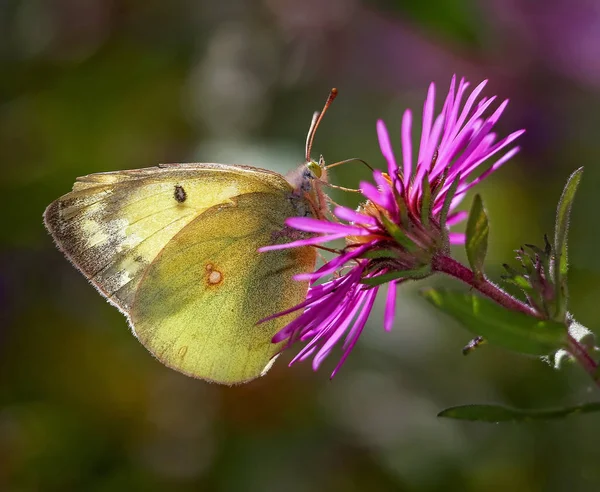 Makro eines ziemlich wolkenlosen Schwefel-Schmetterlings, der Nektar aus einer Blume schlürft — Stockfoto