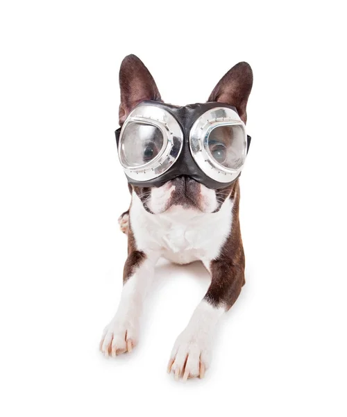 Boston terrier with silver goggles on studio shot on an isolated white background — Stock Photo, Image