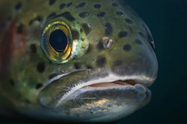 Macro photo of a trout under water — Stock Photo, Image