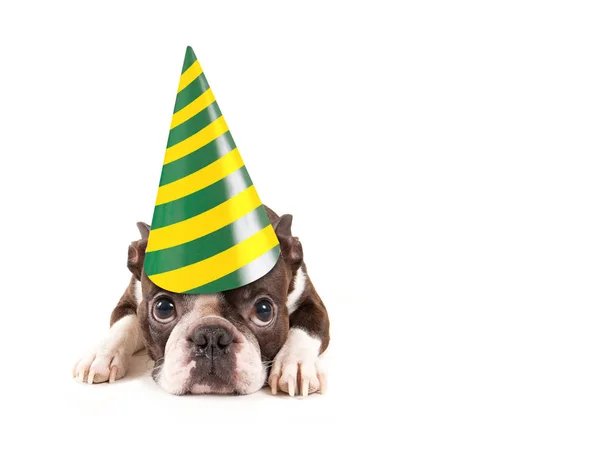 Lindo bebé boston terrier sobre un fondo blanco con un sombrero de cumpleaños en —  Fotos de Stock