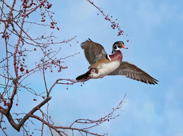 beautiful wood duck jumping out of an ornamental crab apple tree after eating berries