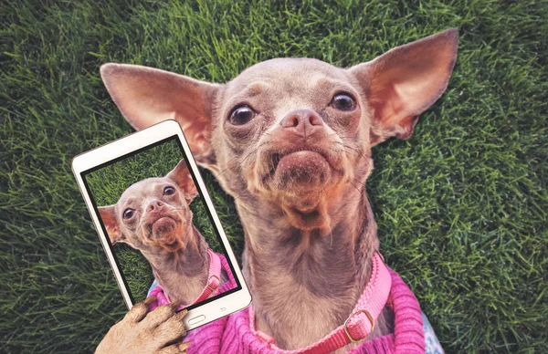 Chihuahua bonito que coloca na grama durante o verão tomando uma selfie tonificada com um aplicativo de filtro instagram vintage retro ou efeito de ação — Fotografia de Stock