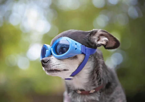 Cute chihuahua sitting outside with blue goggles on — Stock Photo, Image