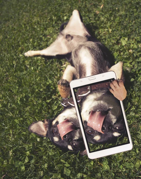 Niedlicher Chihuahua, der im Gras spielt und sich die Nase leckt und ein Selfie macht, das mit einer Retro-Vintage-Instagram-Filter-App oder einem Action-Effekt getönt ist — Stockfoto