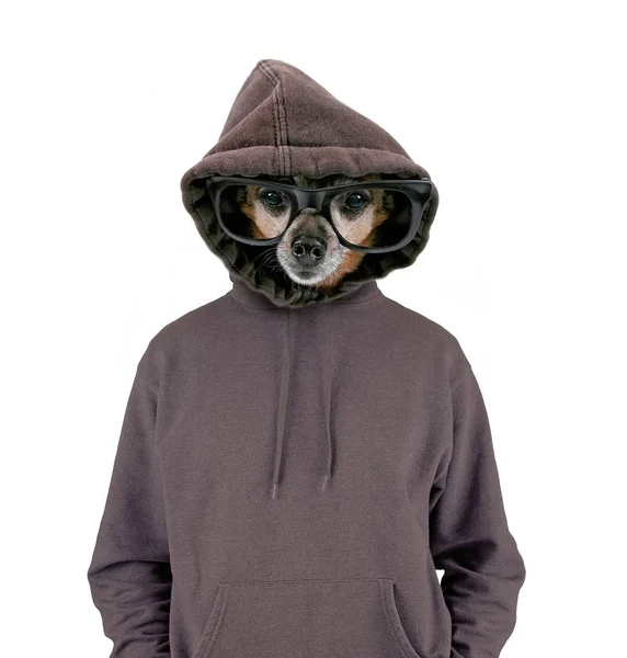 Studio shot of a cute chihuahua with glasses and a hoodie on isolated on a white background — Stock Photo, Image